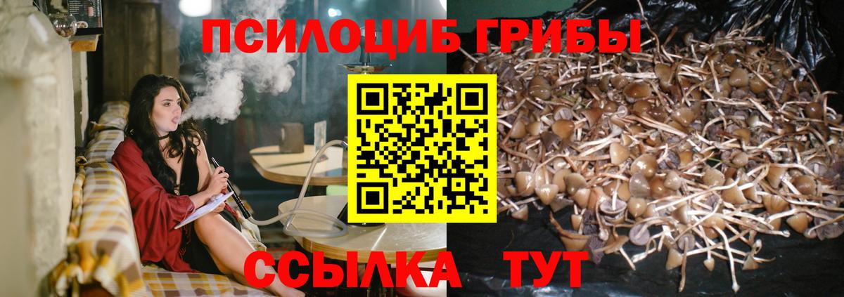 Псилоцибиновые грибы мицелий Бузулук